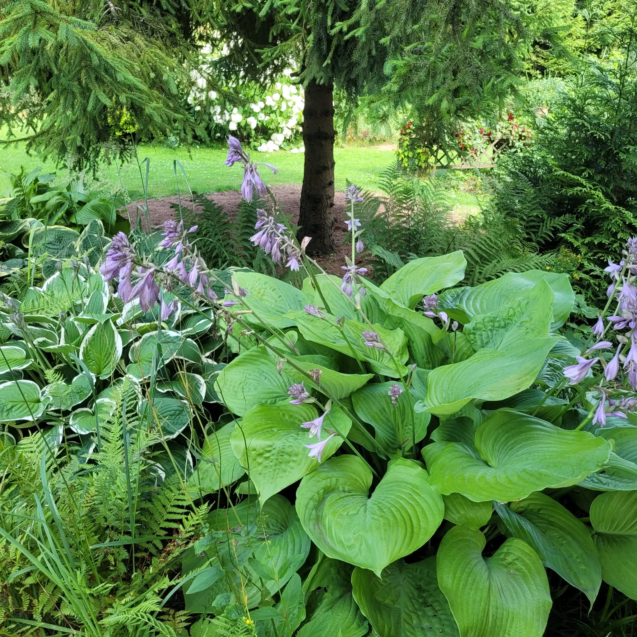 Hosty pod świerkami