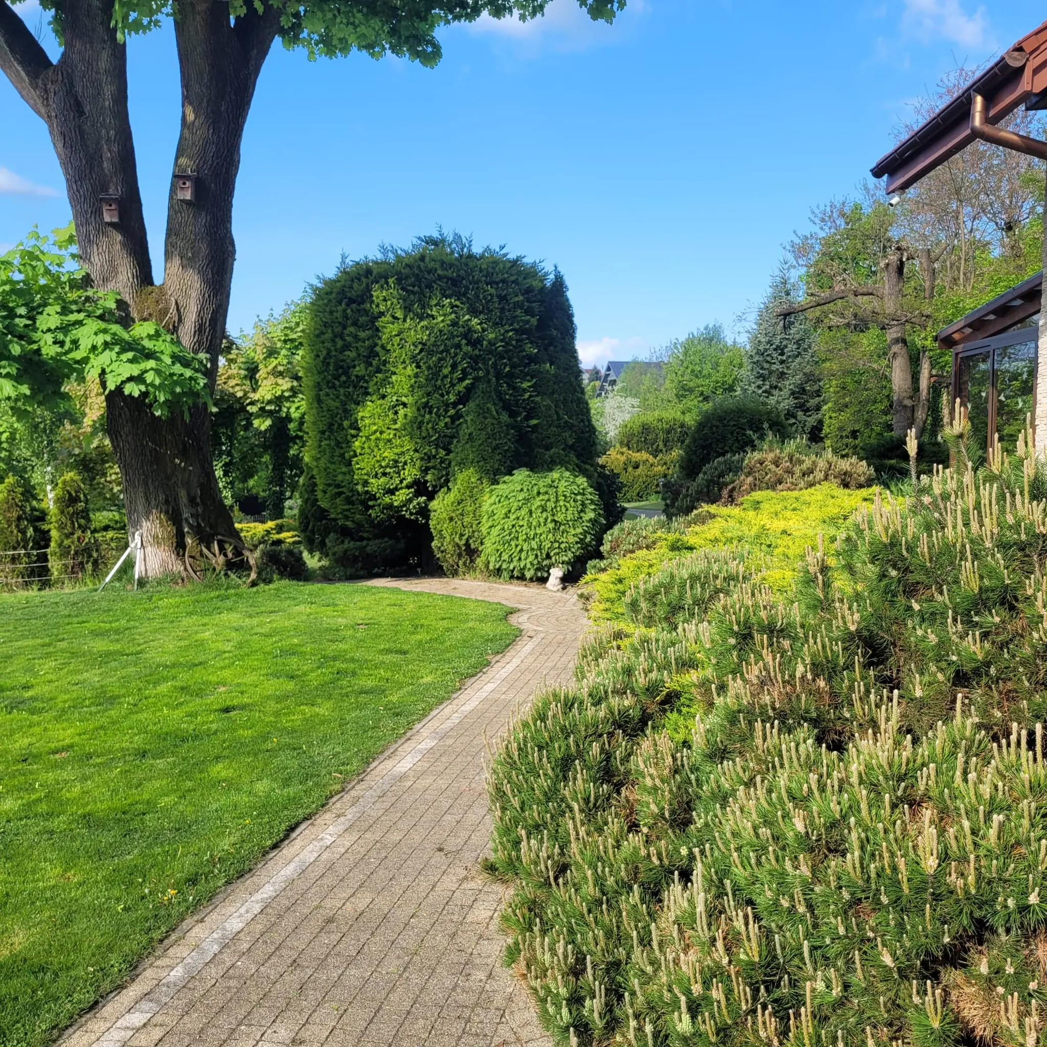 Ścieżka i kształtowane iglaki